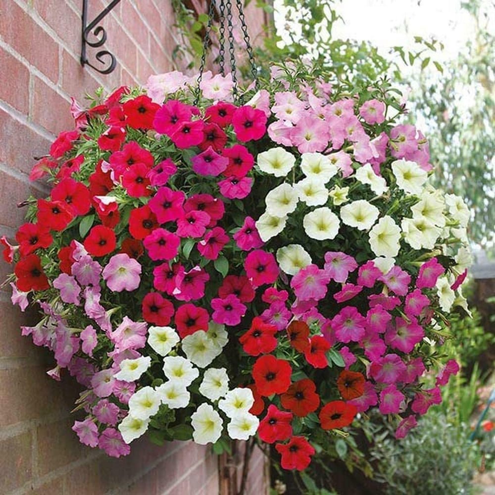 Petunia plant