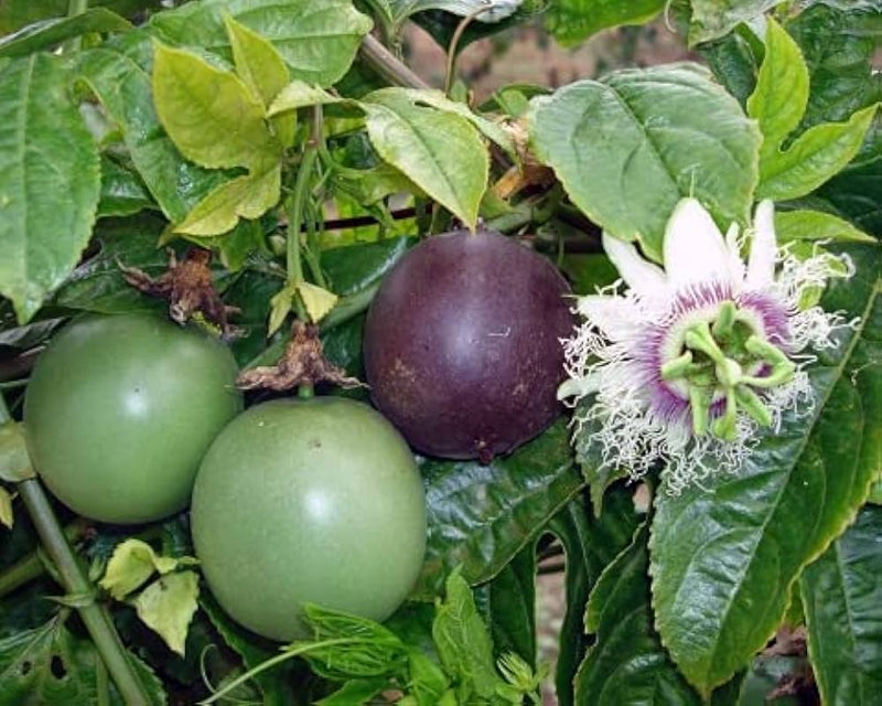 Passion Fruit Seeds for Planting – Heirloom Non-GMO Garden Seeds