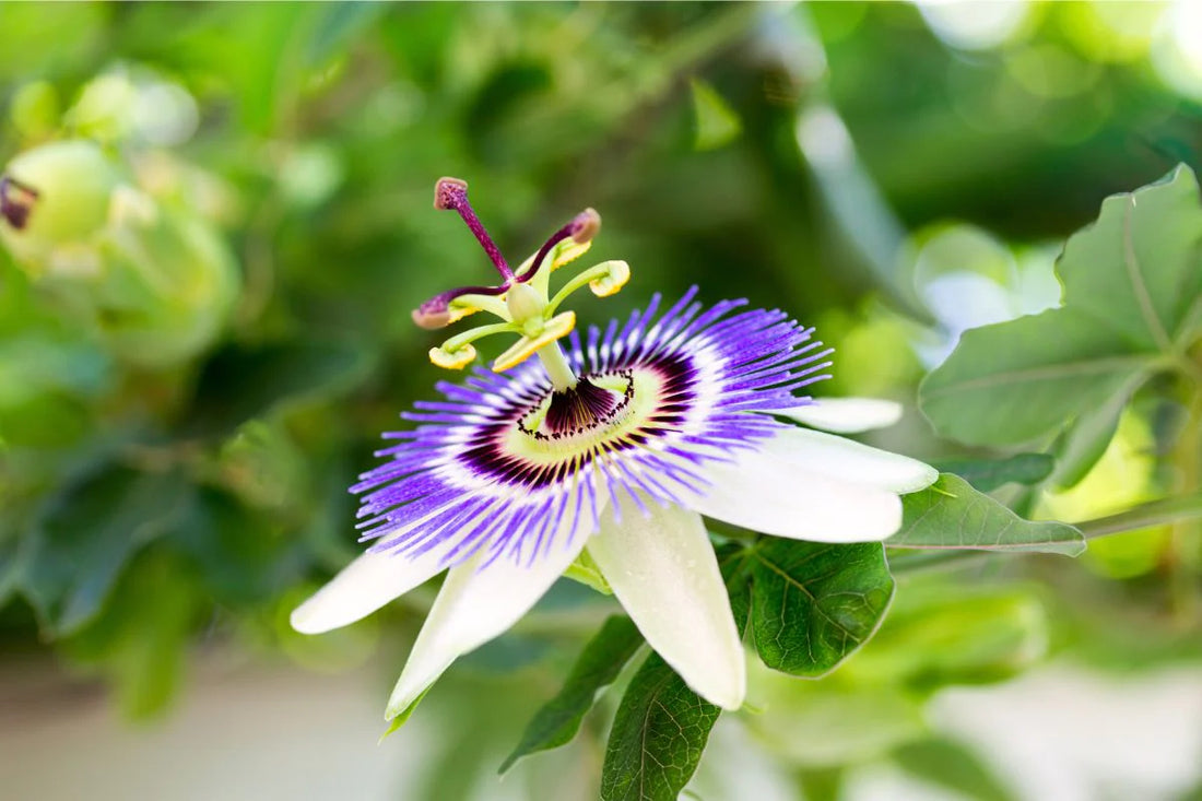 Passiflora flower seeds