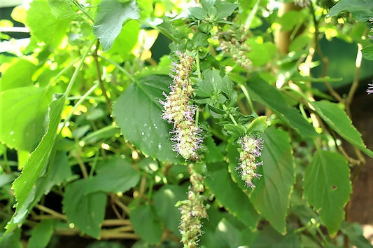 Java Patchouli Herb Seeds for Planting – Heirloom Non-GMO Garden Seeds