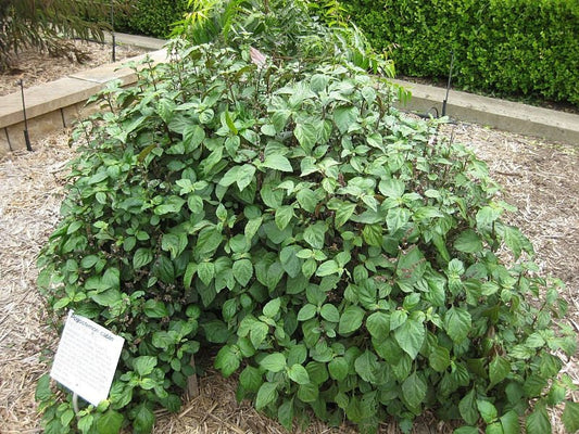 True Patchouli Herb Seeds for Planting – Heirloom Non-GMO Garden Seeds