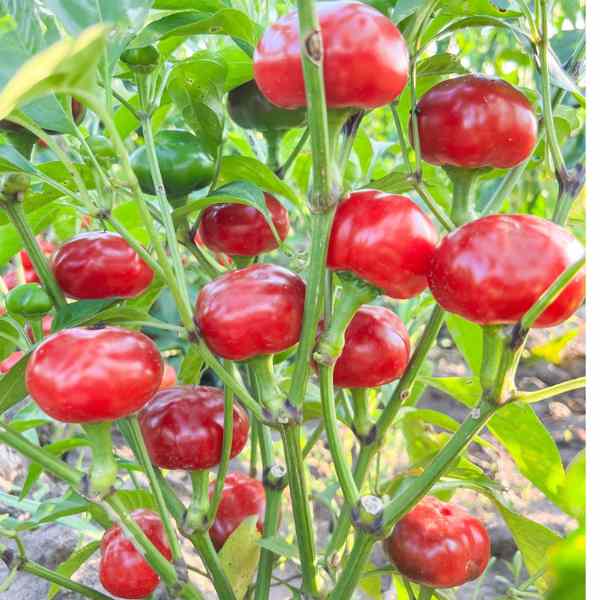 Cherry Pepper Vegetable Seeds for Planting – Heirloom Non-GMO Garden Seeds