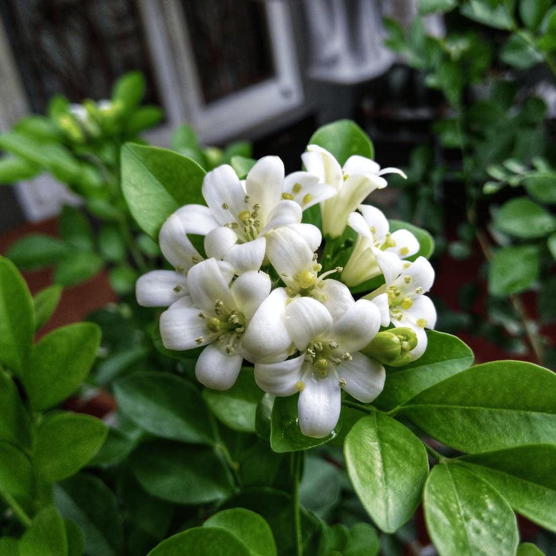 Murraya Paniculata flower seeds