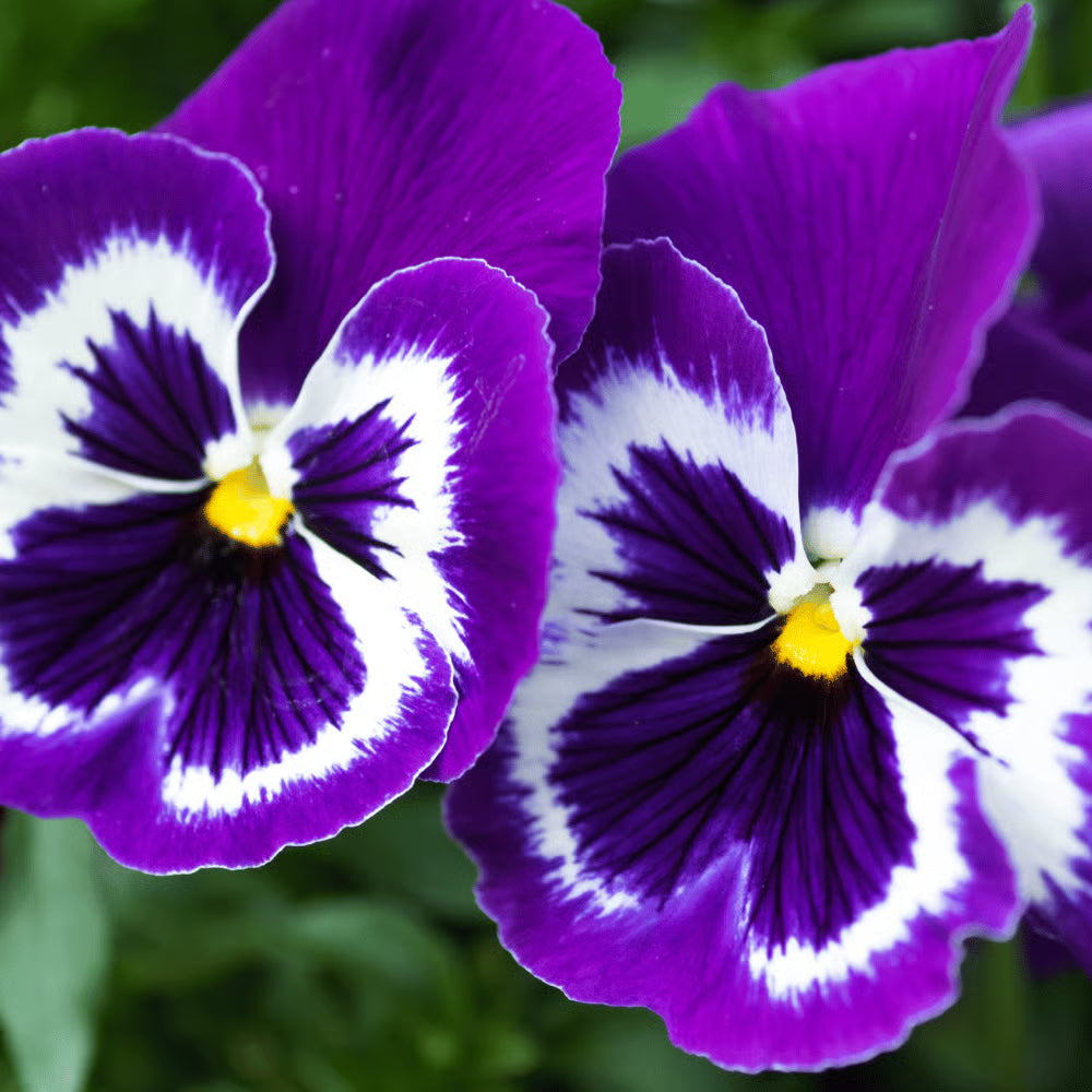 Purple Pansy flower seeds