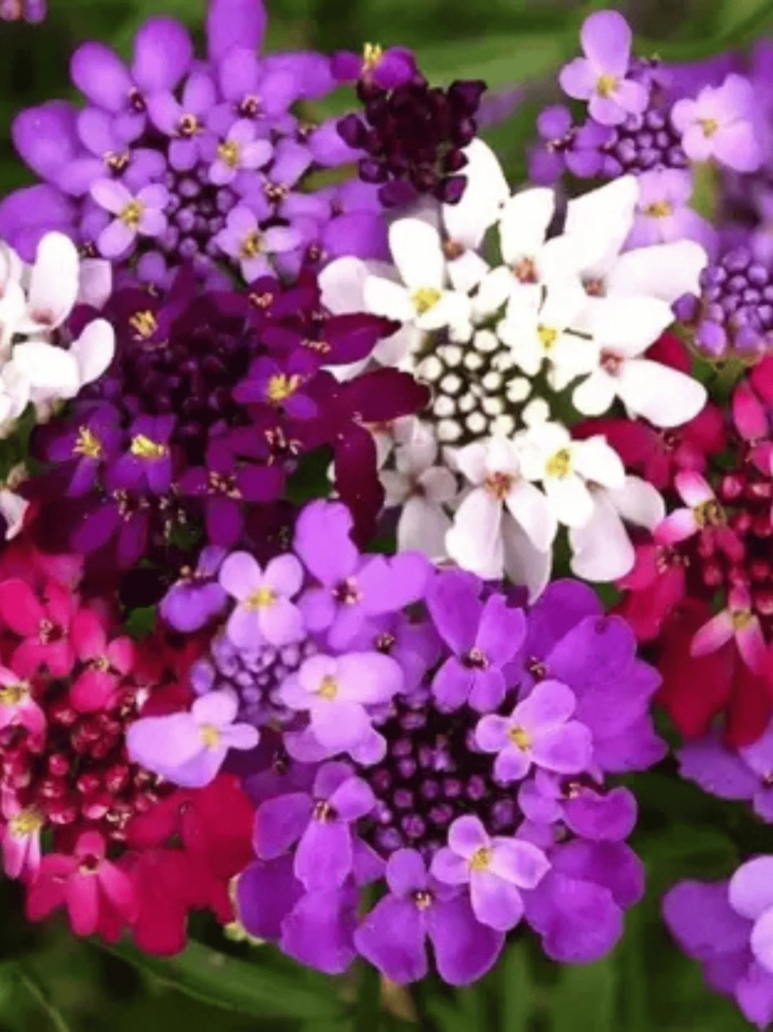 Candytuft flower seeds