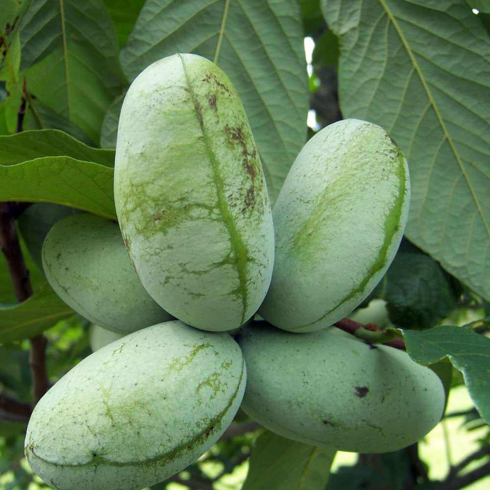 Cultivated Improved Pawpaw plant