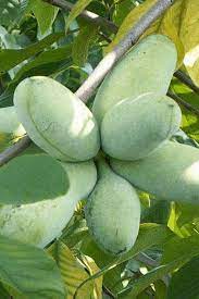 Cultivated Pawpaw Fruit Seeds for Planting – Heirloom Non-GMO Garden Seeds