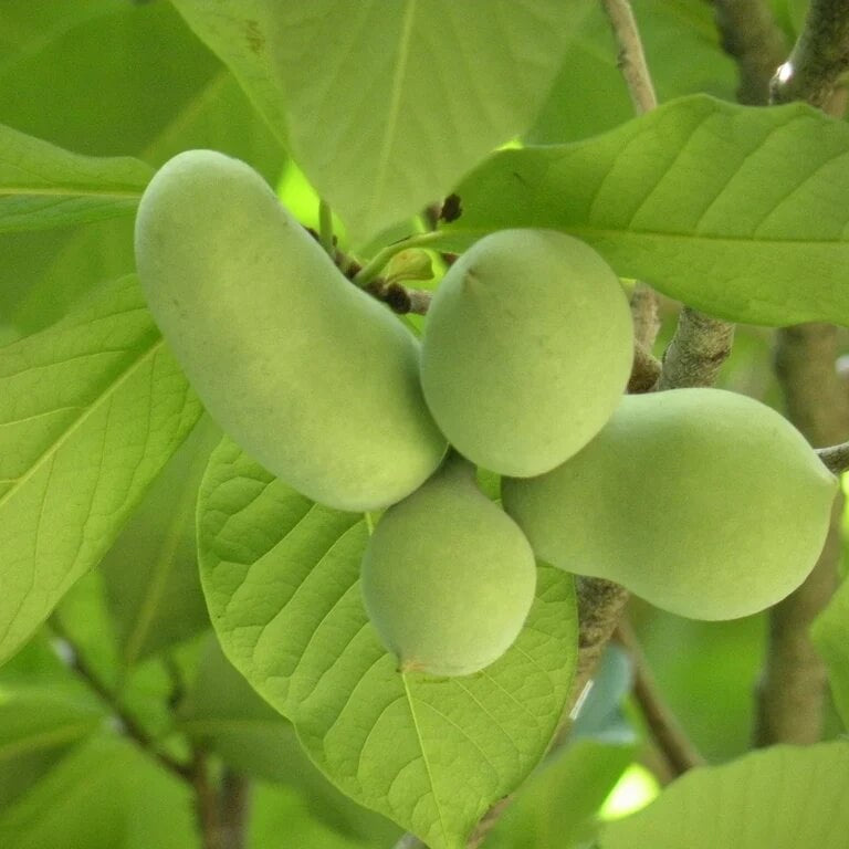 Cultivated Improved Pawpaw plant