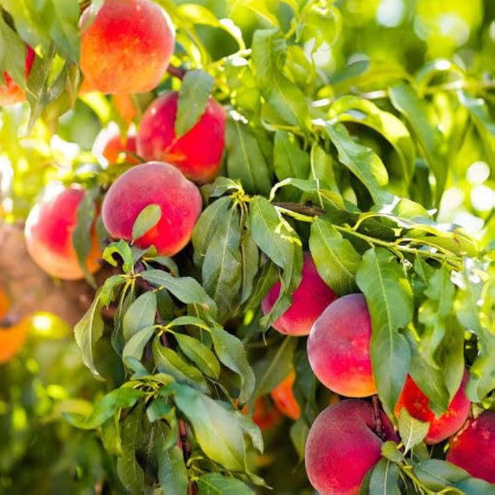peach tree seeds