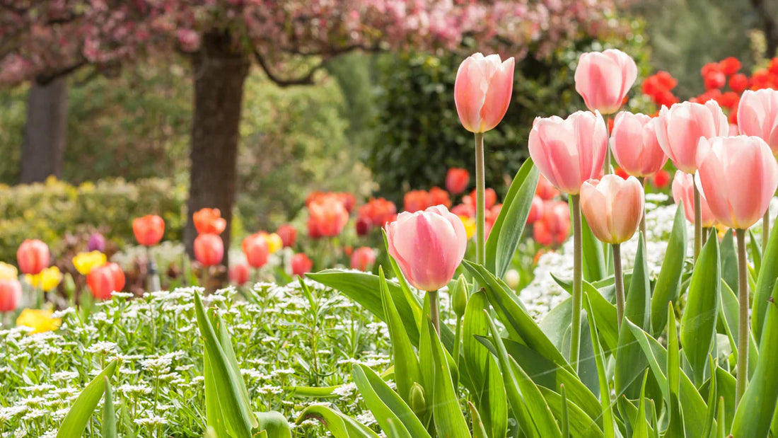 Peach Tulip flower seeds
