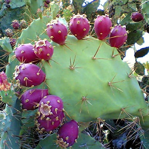 pear cactus seeds