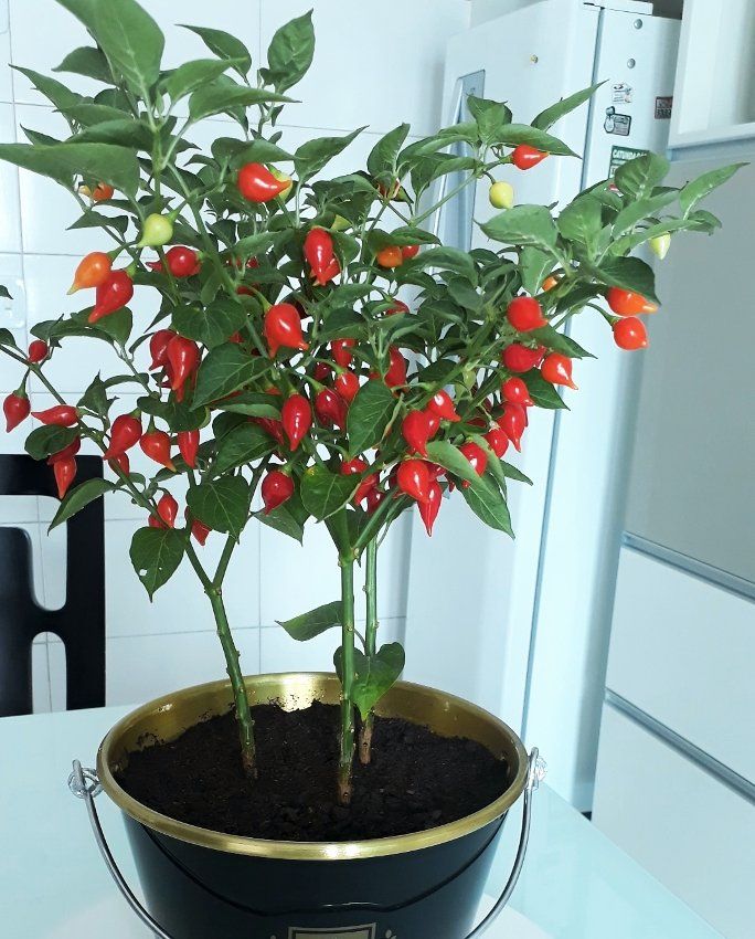 Pearl Pepper Seeds