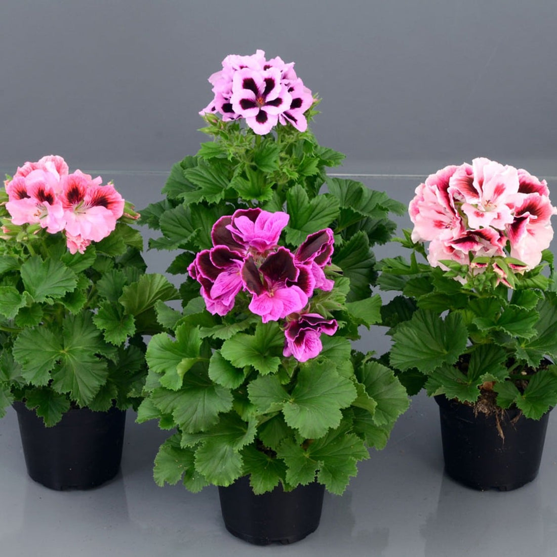 Pelargonium Perennial flower seeds