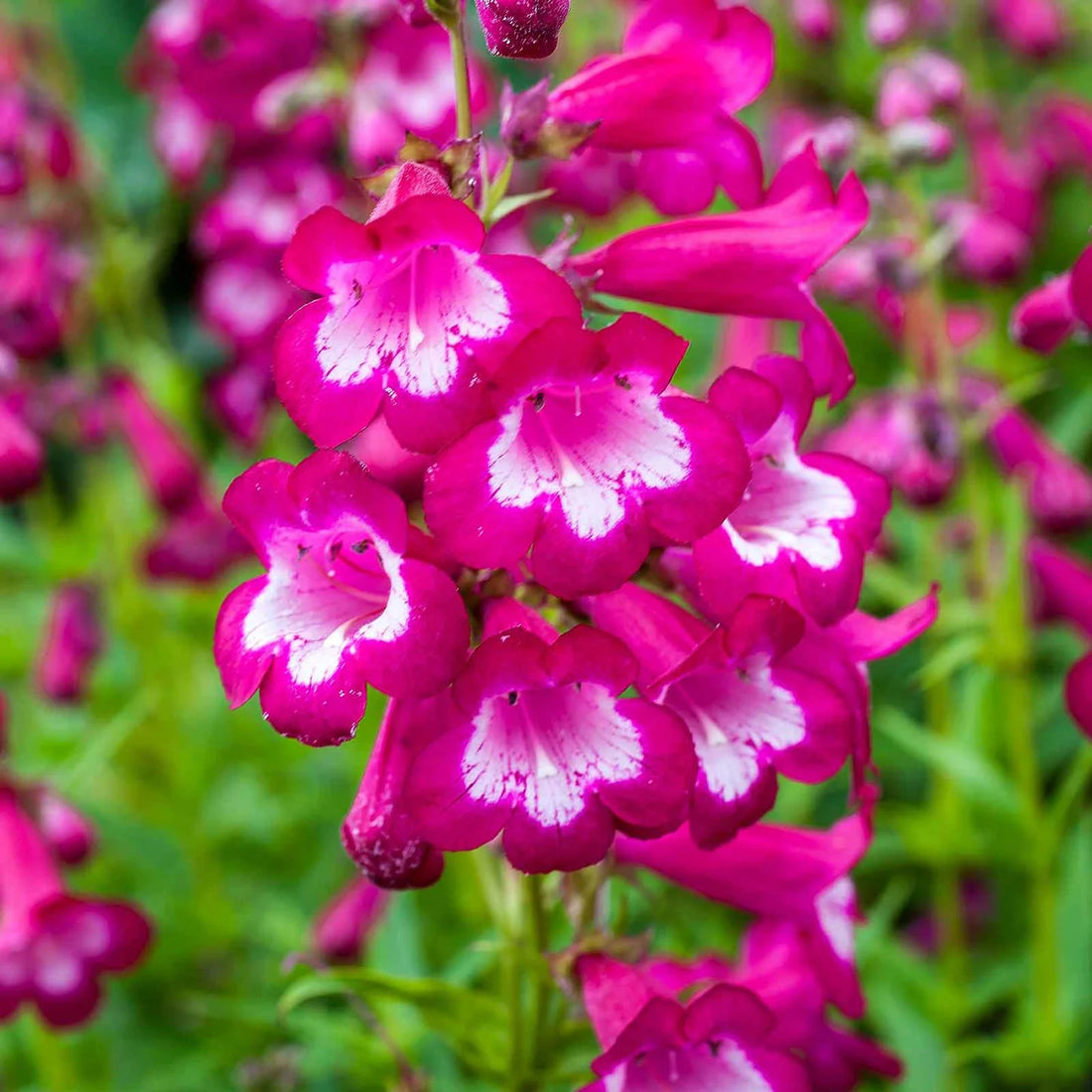 Pink Penstemon flower seeds