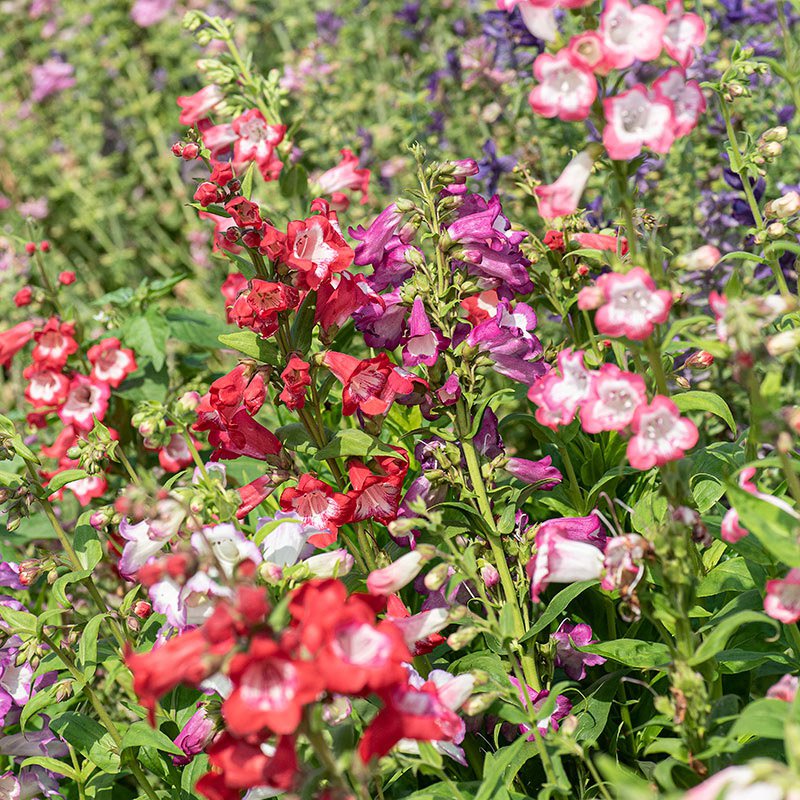 Penstemon Barbatus flower seeds