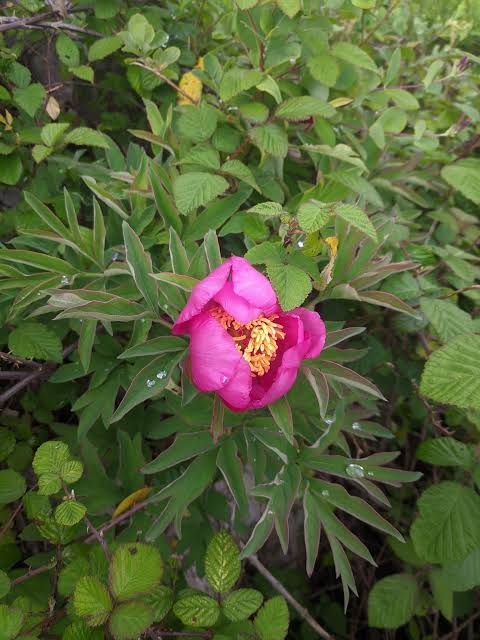 Paeonia officinalis Peony Petals Herbal Tea Flower Plant Seeds