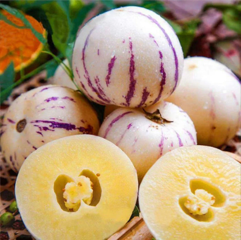 Pepino Dulce Melon Fruit Seeds for Planting – Heirloom Non-GMO Garden Seeds