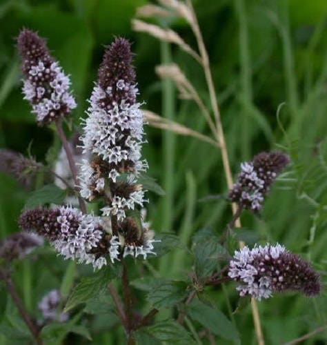 Peppermint Herb Seeds for Planting – Heirloom Non-GMO Garden Seeds