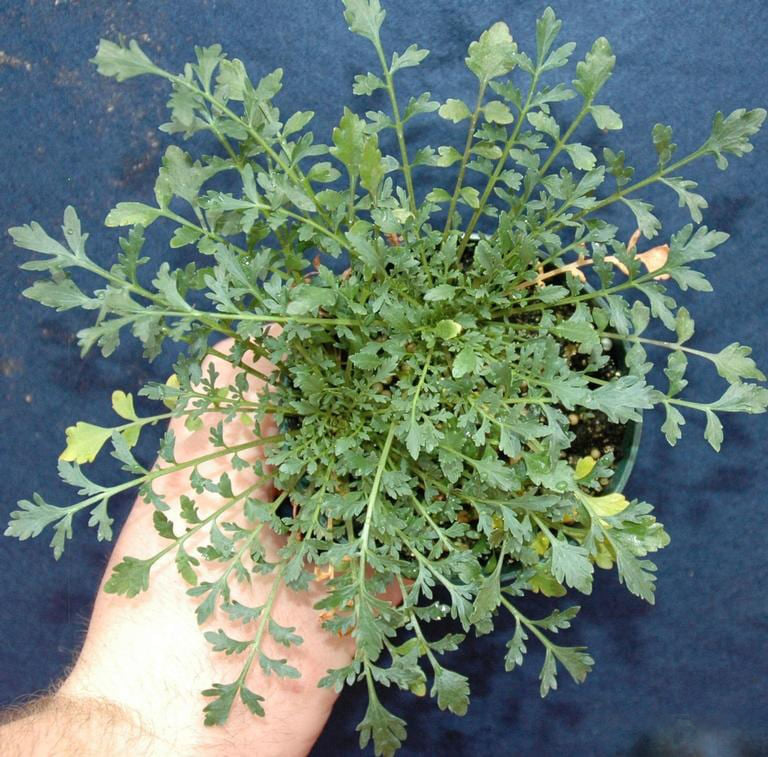 Pepperweed herb plant with green foliage, white flowers, and mature seedpods