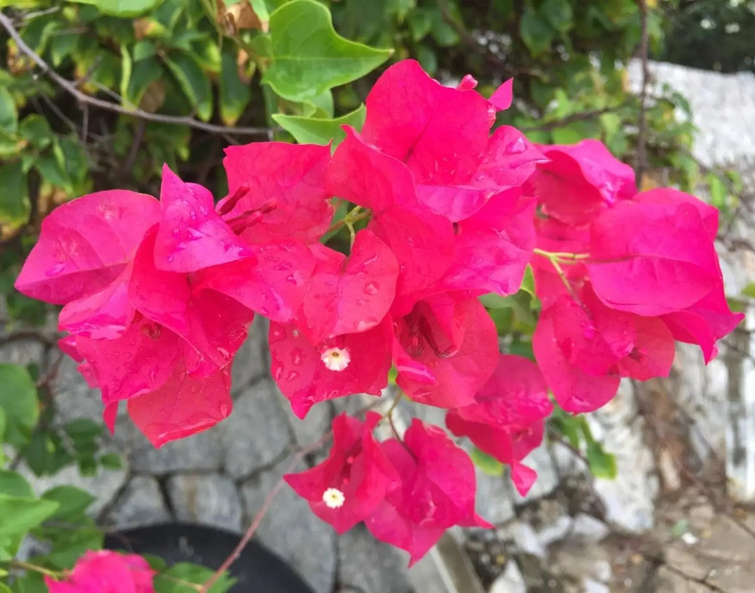 Bougainvillea flower seeds