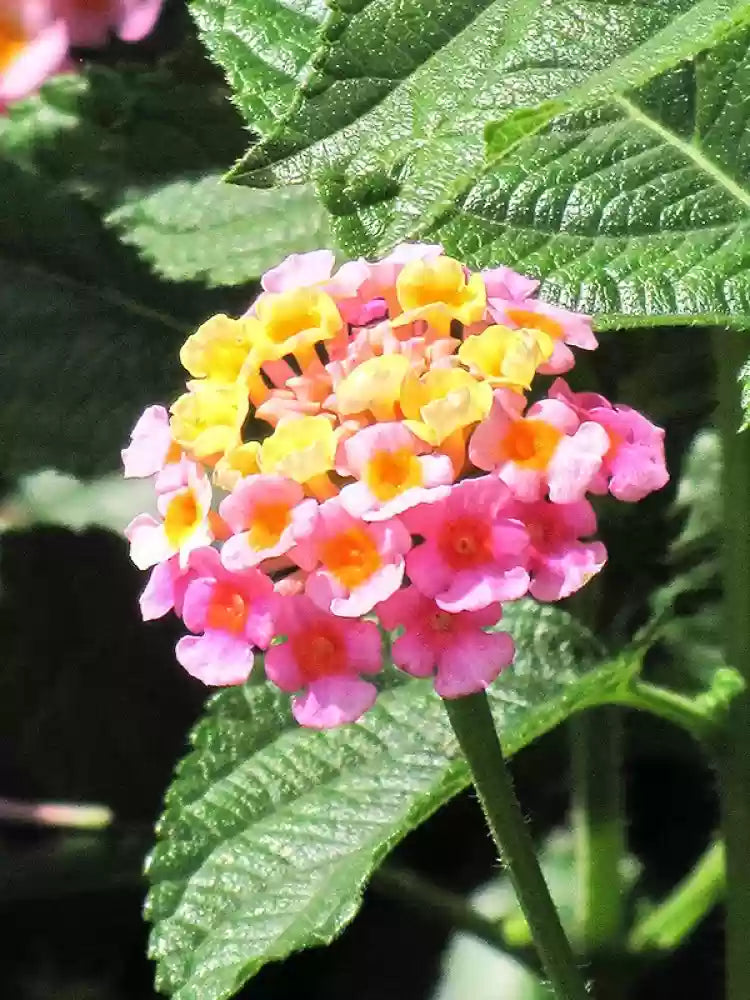 Lantana Camara flower seeds