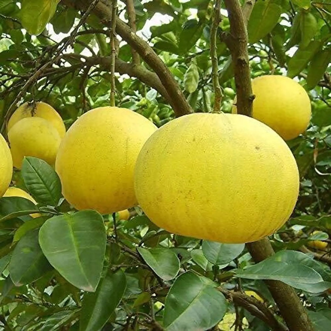yellow mini pomelo seeds