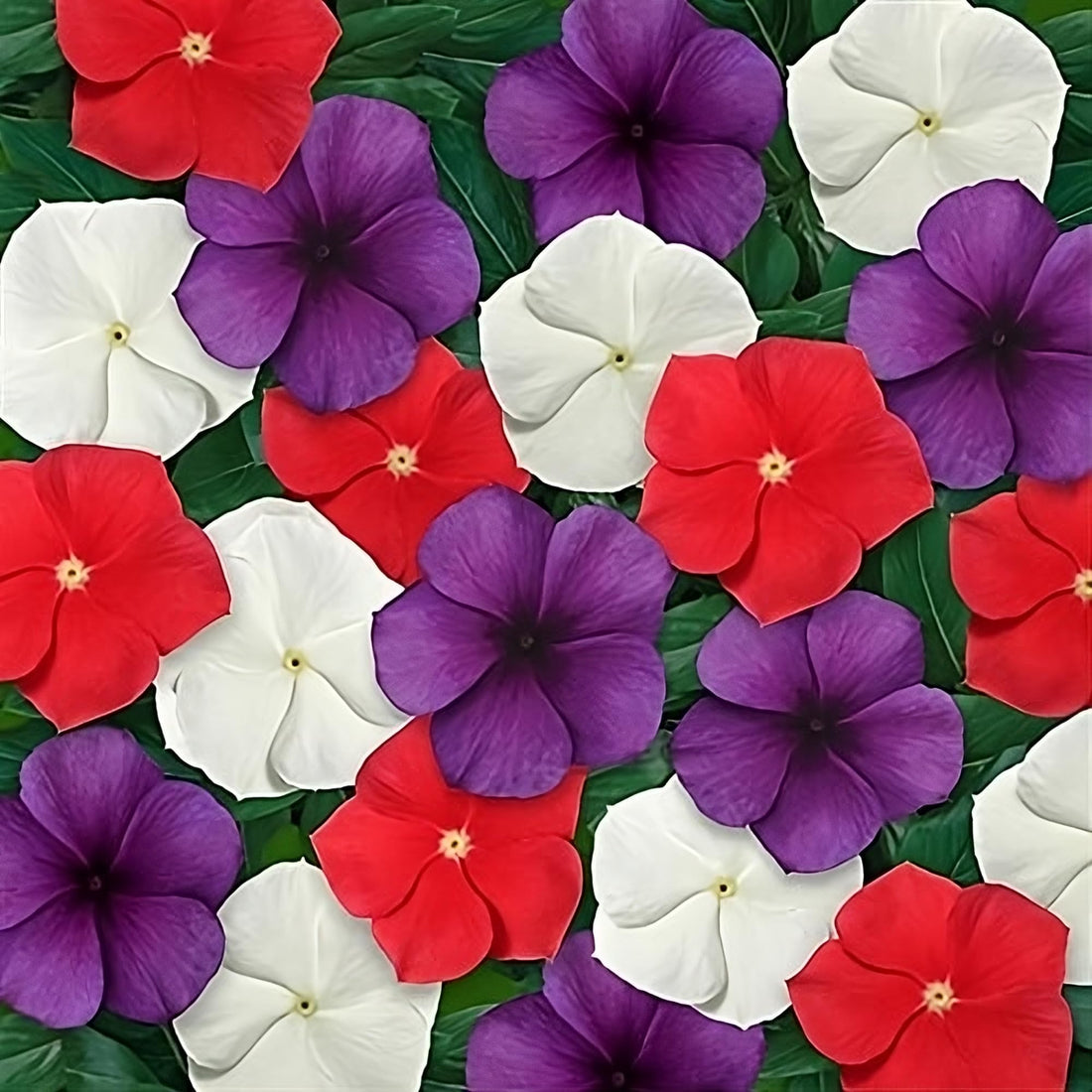 Periwinkle Vinca flower seeds