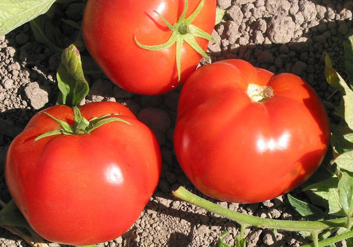 Peron Sprayless Tomato Seeds