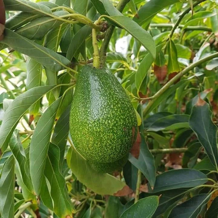 Green Avocado Fruit Seeds for Planting – Avocado Tree Garden Seeds