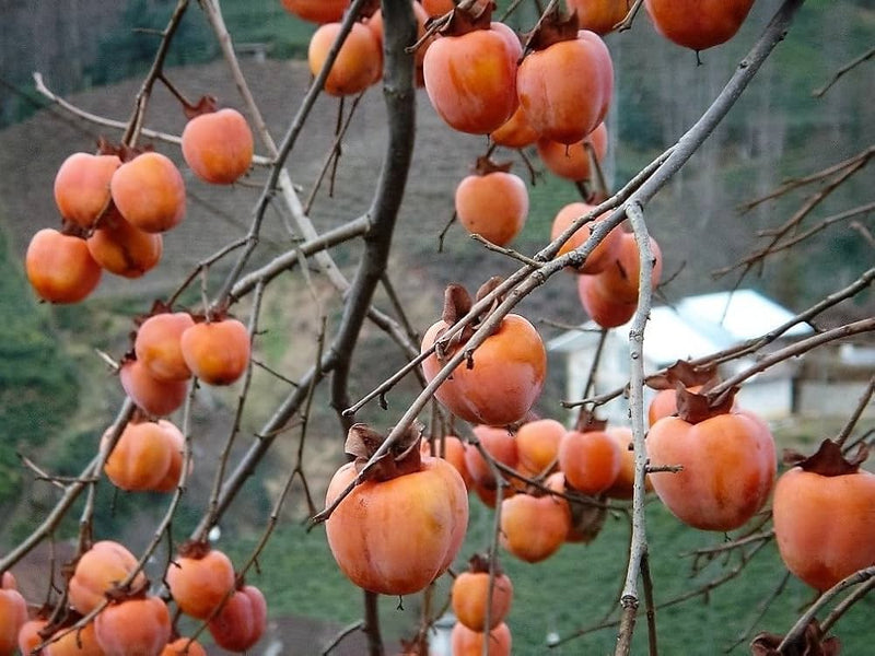 Italian Persimmon Fruit Seeds for Planting – Heirloom Non-GMO Garden Seeds