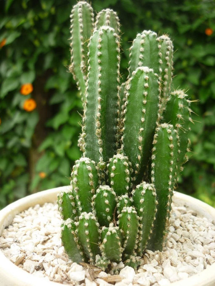 peruvian apple cactus seeds