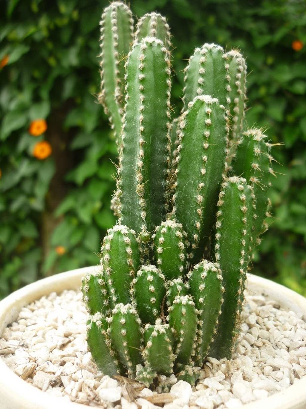 peruvian apple cactus seeds
