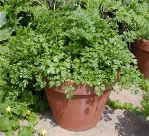 Parsley Vegetable Seeds for Planting – Petroselinum crispum Heirloom Garden Seeds
