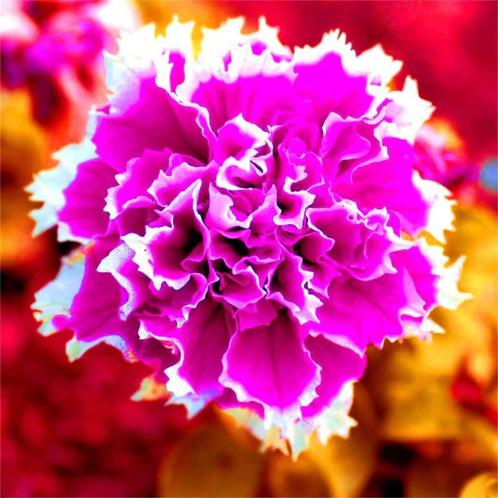 Hardy Petunia flower seeds