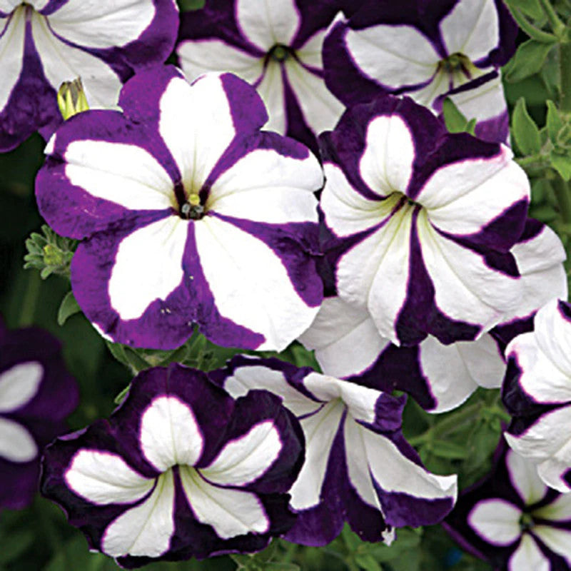 Purple and White Petunia Flower Seeds for Planting – Heirloom Non-GMO Garden Seeds