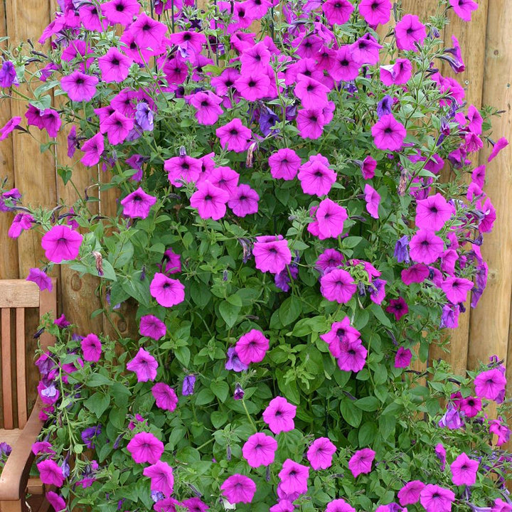 Pink Trailing flower seeds