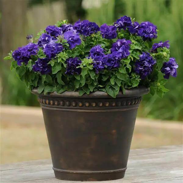 Blue Double petunia plant