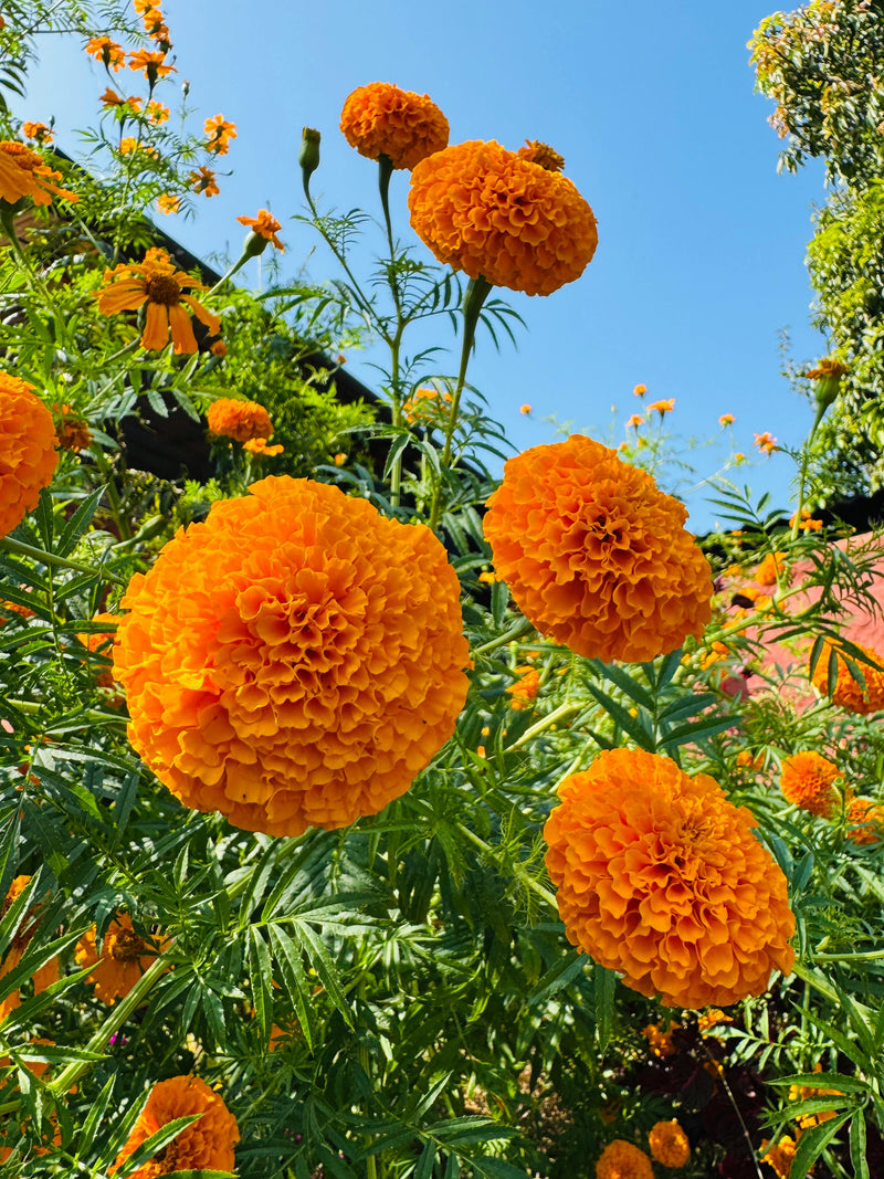 Orange Marigold Flower Seeds for Planting – Heirloom Non-GMO Garden Seeds