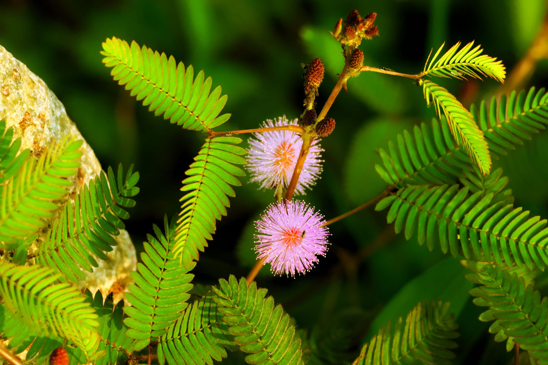 Pink Mimosa flower seeds