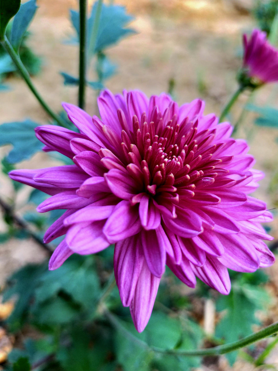 Violet Chrysanthemum flower seeds