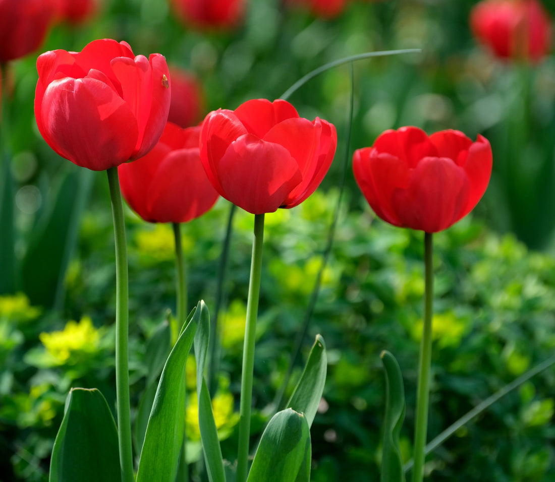 Red Tulip flower seeds