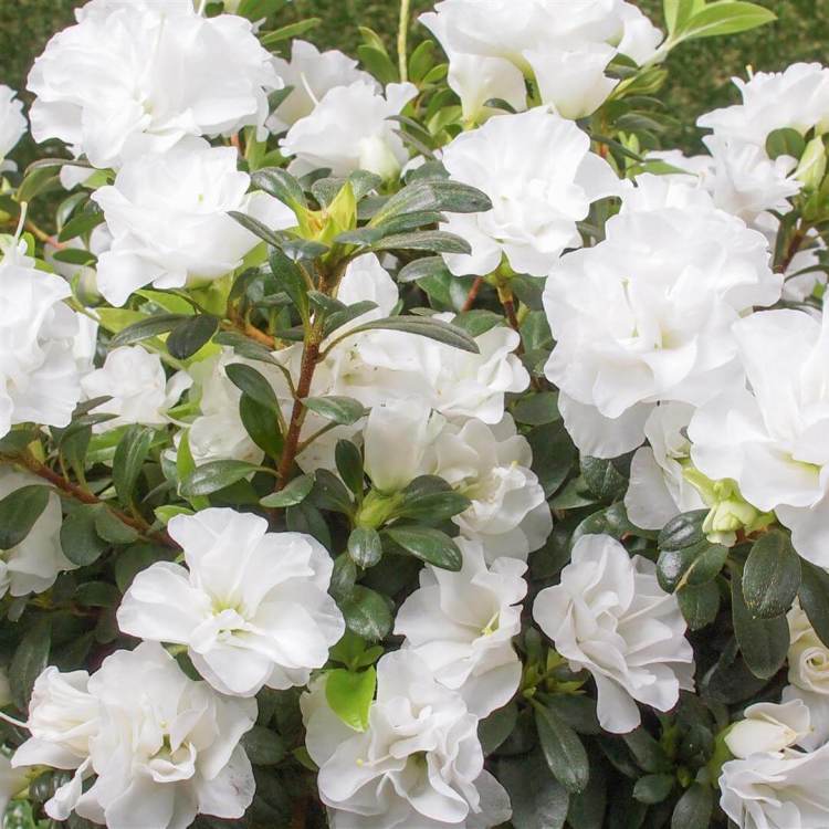 White Azalea flower seeds