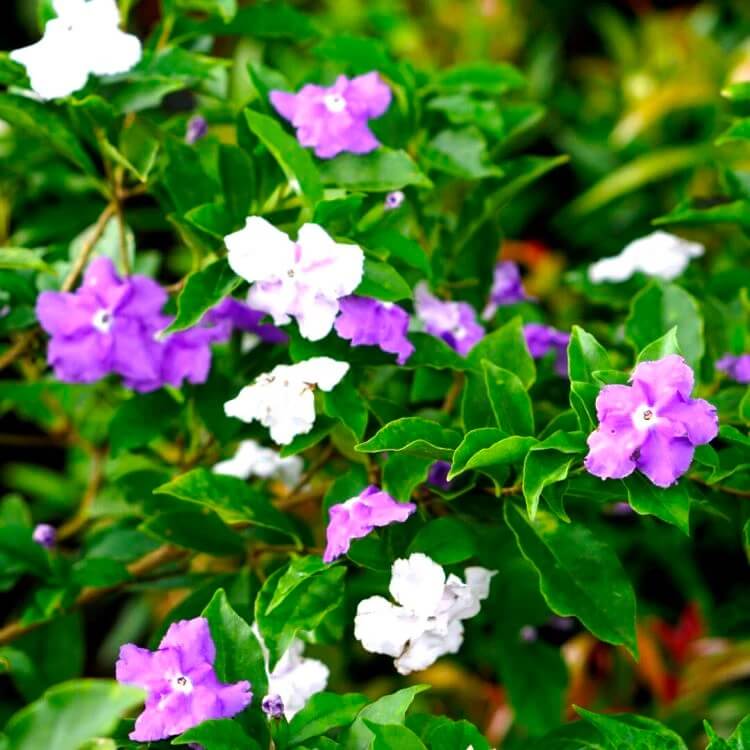 Border Brunfelsia plant