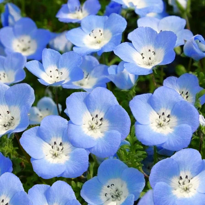 Phacelia Campanularia Blue Flowers with Green Foliage