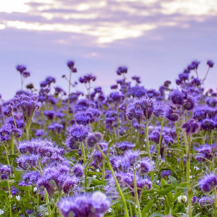 Phacelia flower seeds for planting with lavender-blue blooms in a garden