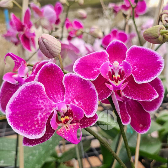 Violet Butterfly flower seeds