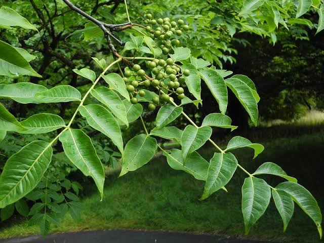 Amur cork tree seeds for planting with Phellodendron amurense growing information