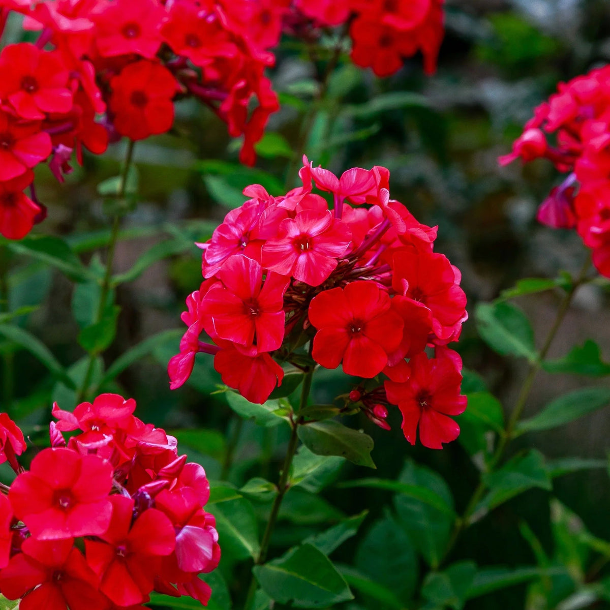 Red Phlox plant