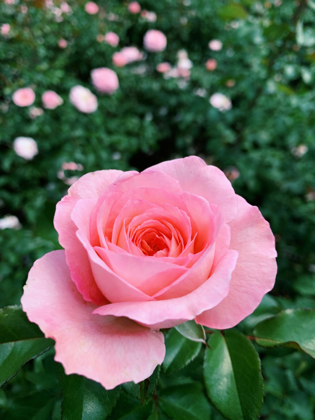 Baby Pink flower seeds