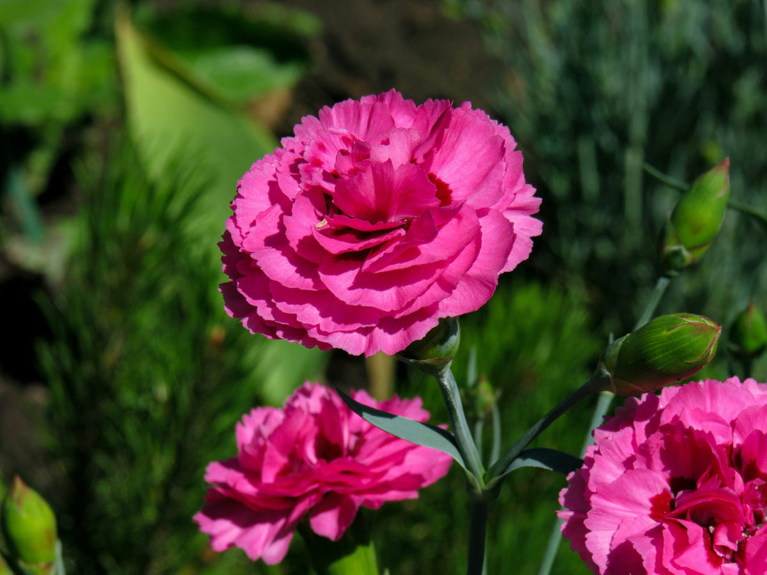 Carnation flower seeds